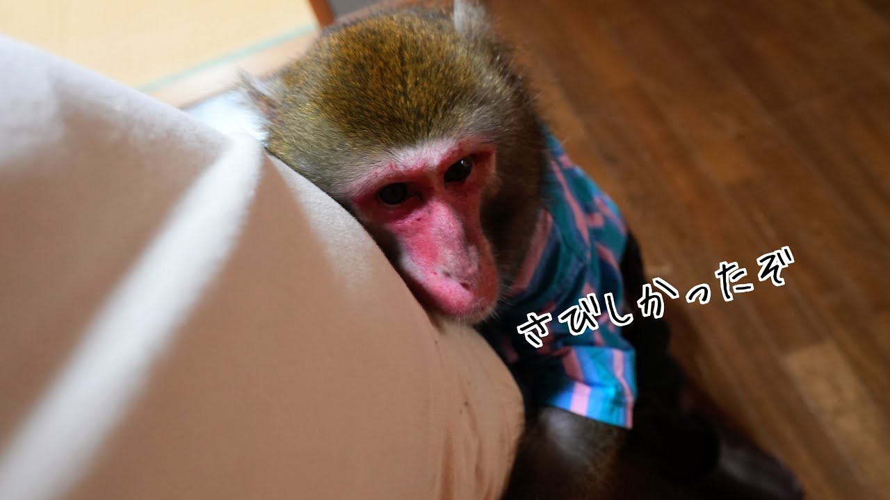 お猿さんに30分だけお留守番させたら、帰宅時の反応が愛おしすぎました