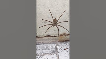 Giant spider | Nhện khổng lồ #shorts #smallanimals