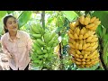 Harvest banana for my recipe / Yummy ripe banana dessert cooking / Cooking with Sreypov