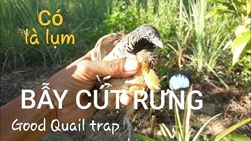 #17.bẫy cút rừng có là lụm 😁| Good Quail trap | #QuangTVHoiAn