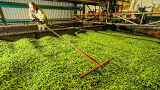 Beer Making Process | Hops Processing In Factory | How To Make Beer From Hops