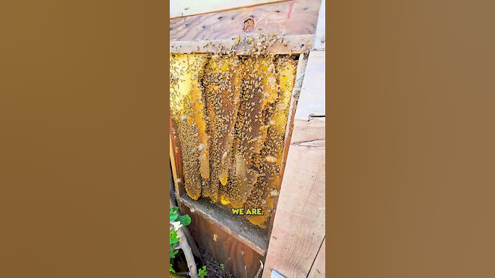 AGGRESSIVE Bees CAUGHT on Camera in California! | #bee #honeybee #beekeeper #shorts