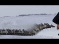 Incredible Video of 3000 Reindeer Crossing Arctic Ice Road