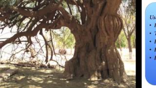 Prosopis cineraria (Khejri)