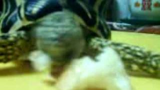 MOV00581