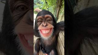 Animals That Actually Laugh! 😆 #Shorts #wildlife #funny