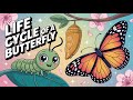 The Life Cycle Of A Butterfly , From Caterpillar to Butterfly Science for Kids