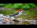 🔴 24/7 LIVE: Spring Nature &amp; Relaxing Piano 🎹 Focus Music for Concentration
