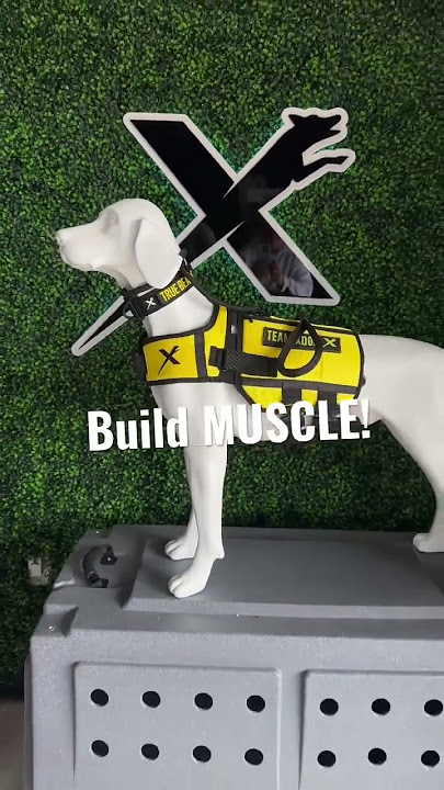 Weight Vest | Fitness Harness! XDOG VEST #xdog #pitbull #rottweiler #dogtraining