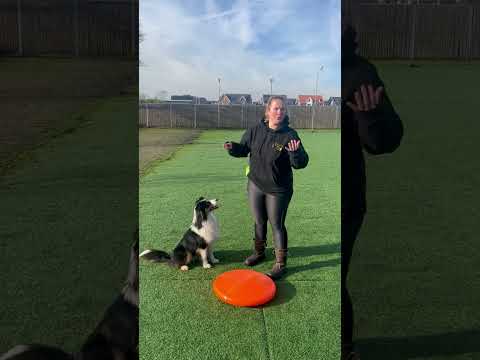 Mooffz balanskussen - Sport en Spel voor Dieren Mooffz balanskussen - Sport en Spel voor Dieren