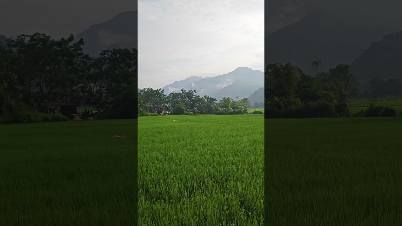 The peaceful beauty of the Vietnamese countryside #travel #xuhuongyoutube