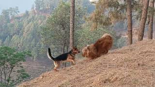 Himalayan Tibetan mastiff vs German shepherd