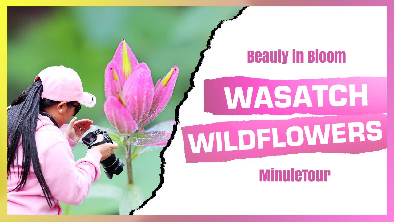 Beauty in Bloom Wasatch Wildflowers - Utah | MinuteTour