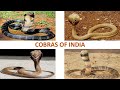 Cobras of India 🇮🇳 | Snakes | Indian Reptiles