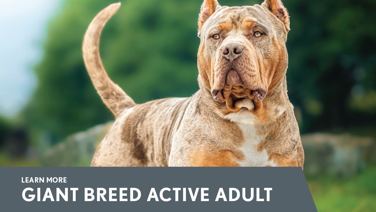 Next Level Giant Breed Active Adult