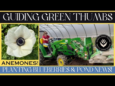PLANTING BLUEBERRY BUSHES // ANEMONES! // A FUN FIND IN THE POND