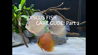 DISCUS FISH CARE GUIDE: FEEDING, WATER CHANGES and MEDICATIONS | Part 2 of 2