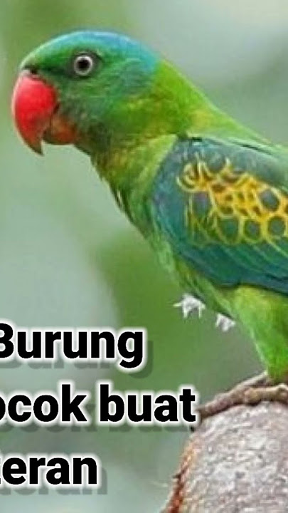 suara burung betet