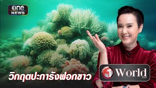 วิกฤตปะการังฟอกขาว | Highlight | วันเวิลด์ | สำนักข่าววันนิวส์