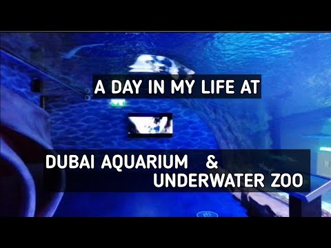 A Day in my life at Dubai Aquarium and Underwater Zoo