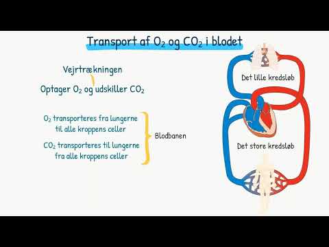 Video: Under ekstern respiration diffunderer ilt fra lungerne til?