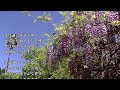 2026-6-12 愛は通りすぎてゆく/森山 良子