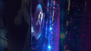 Download Lagu Ella - Standing in The Eyes of The World, KL SEA Games 2017 Closing Ceremony MP3