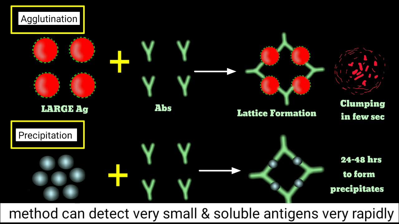 Agglutination Inhibition Test How Pragnency Test Kits Work