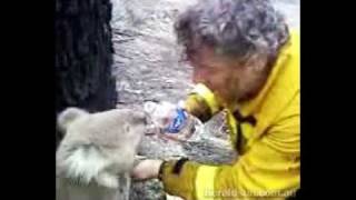 Koala Drinks 3 Bottles of Water - Vic Bushfire (Australia 7th Feb 2009)
