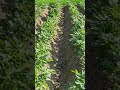 #Potatovegetables#1monthcrop#agriculture#viralvideo#villagelife#organiccrop#nature#shorts#safewater