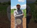 Sembrando tradición, tres variedades nativas de frijol
