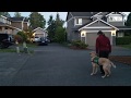 Positive reinforcement obedience proofing with GDB puppy Positive reinforcement obedience proofing with GDB puppy