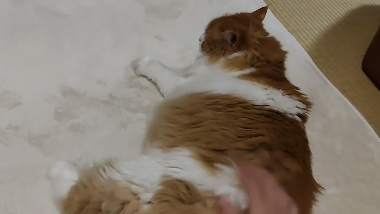 お尻トントンでとろける猫