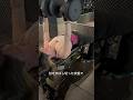 【胸トレvlog 🏋️‍♀️】一緒にベンチプレスしよ💓 #筋トレ #ベンチプレス#胸トレ