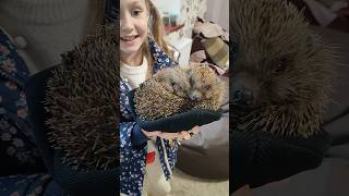 Їжачок іде в гості 🦔🌳 #shorts