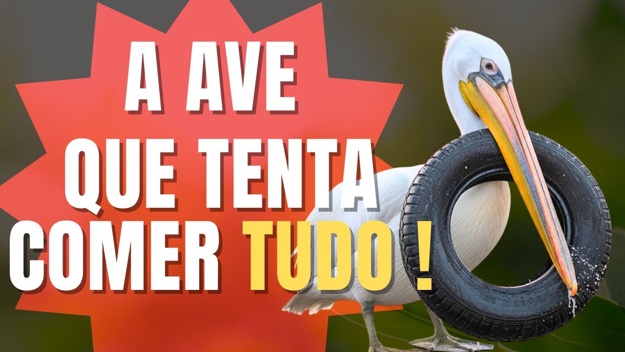 ESSA AVE VAI TE SURPREENDER ! + 10 CURIOSIDADES