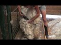 Shearing an Alpaca Without Help