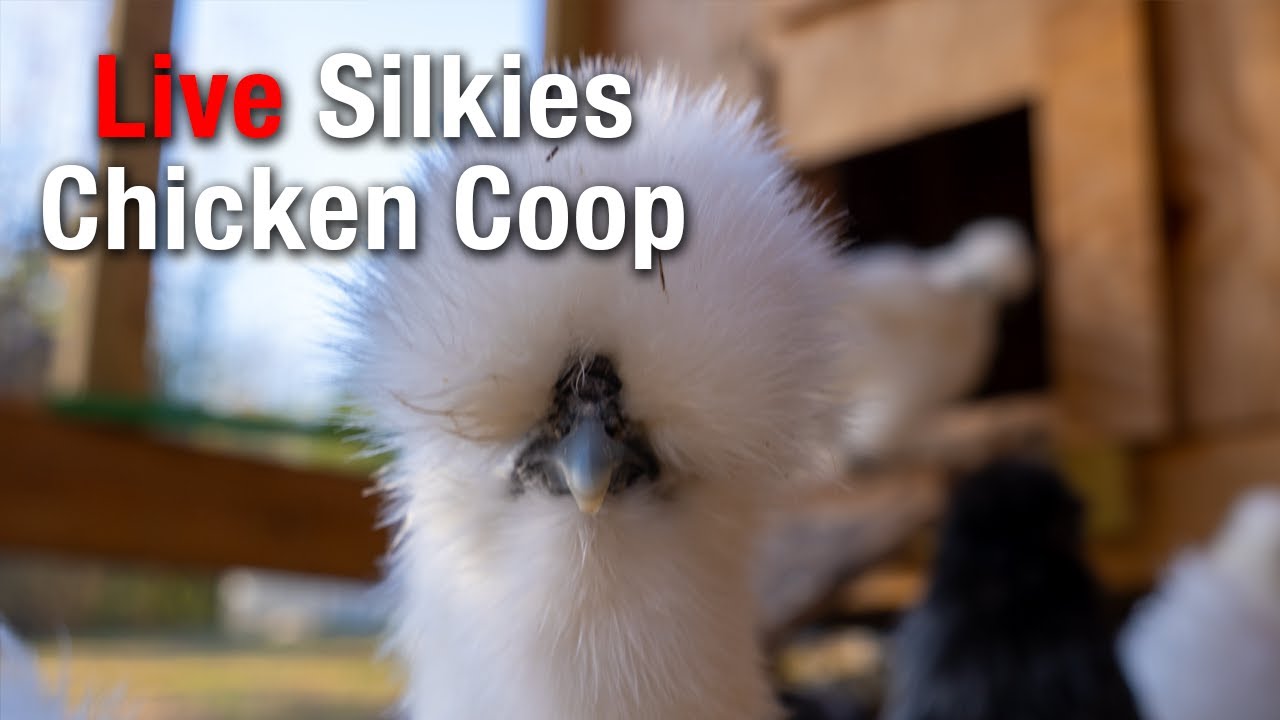 Peaceful Monday with the Silkies | 24/7 LIVE Chicken Coop Cam