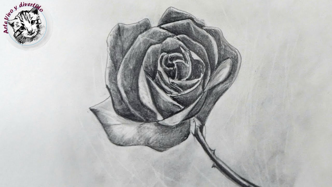 Como Dibujar una Rosa a Lapiz Facil - thptnganamst.edu.vn