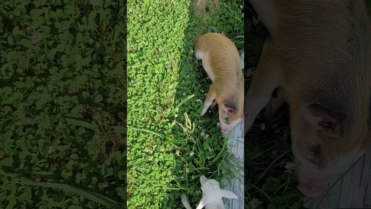 Annie Update!