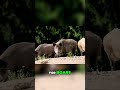 Wild Boars: Unpredictable and Deadly Animals! #shorts