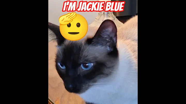 Video 11484911: cat siamese kitty kitten, siamese cat pets kitten, siamese cats pets cute, siamese cat cute love