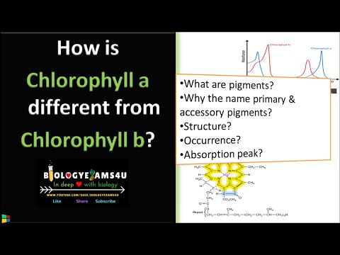 Difference between Chlorophyll a and Chlorophyll b in photosynthesis.