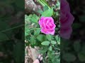 #bolero #nhacbolero #tamtrang #flowers #garden #gardening #nhachaymoingay #nhactrutinh #farming