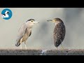 【野鳥観察】イーパとGAYAでゴイサギ観察