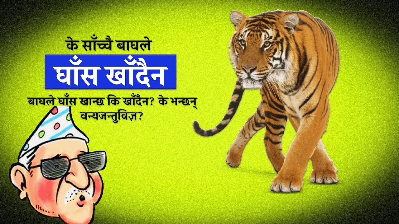 Does Tiger Eat Grass ! बाघले घाँस खान्छ कि खाँदैन? के भन्छन्