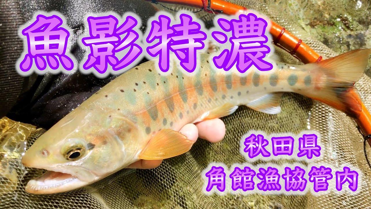渓流釣り】魚影特濃な沢をみつけた！ - YouTube