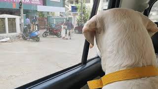 #labrador #chinnu waiting for sister at school. Sister sooo...excited😊