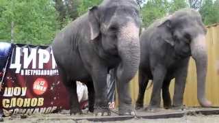 "Шоу слонов-великанов" за кулисами цирка
