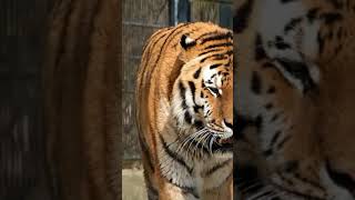 Fearless Tiger Roaring Seeking Whom To Devour